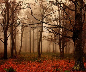 autumn_by_pauljavor autumn_by_pauljavor